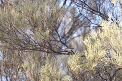 Acanthiza uropygialis