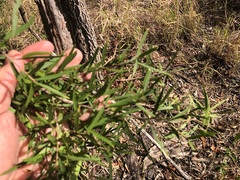 Denhamia cunninghamii
