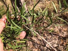 Denhamia cunninghamii