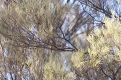 Acanthiza uropygialis