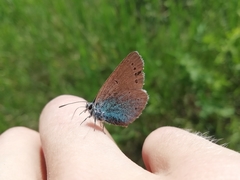 Glaucopsyche lycormas