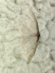 Idaea biselata
