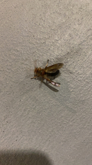 Vespa basalis