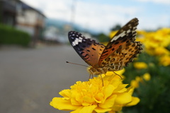 Argynnis hyperbius hyperbius