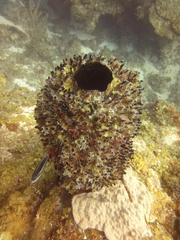 Oceanapia bartschi