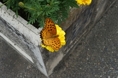 Argynnis hyperbius hyperbius