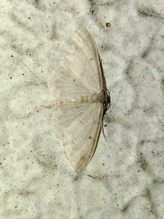Idaea biselata