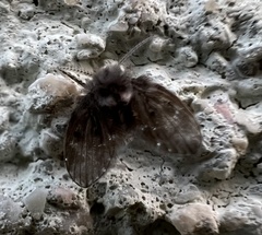 Clogmia albipunctata