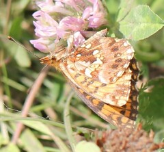 Boloria dia