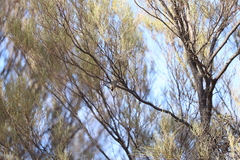 Acanthiza uropygialis