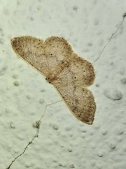 Idaea eugeniata