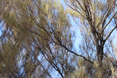 Acanthiza uropygialis