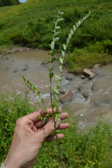 Phyllanthus evanescens