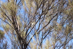 Acanthiza uropygialis