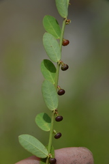 Phyllanthus evanescens