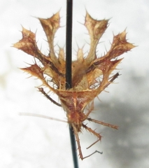Pephricus