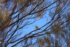 Acanthiza uropygialis