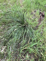 Xanthorrhoea minor lutea