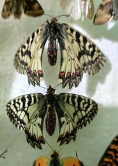 Zerynthia polyxena