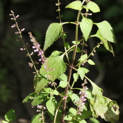 Salvia plebeia