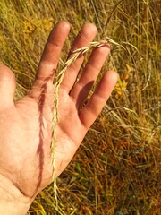 Elymus sibiricus