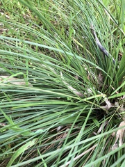 Xanthorrhoea minor lutea