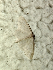 Idaea biselata