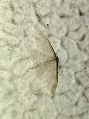 Idaea biselata
