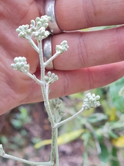 Astrotricha latifolia