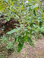 Astrotricha latifolia