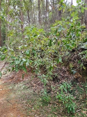 Astrotricha latifolia