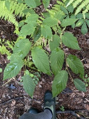 Betula alleghaniensis