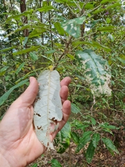 Astrotricha latifolia