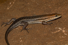 Trachylepis varia