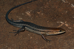 Trachylepis varia