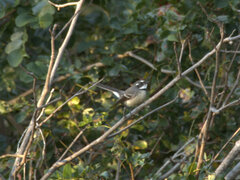 Rhipidura albiscapa alisteri