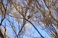 Acanthiza uropygialis