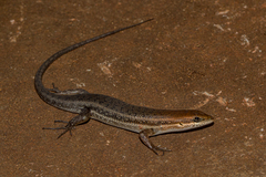 Trachylepis varia