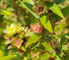 Ludwigia sphaerocarpa