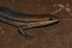 Trachylepis varia