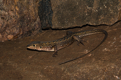 Meroles squamulosus