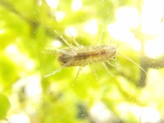 Asellidae