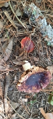 Basidiomycota
