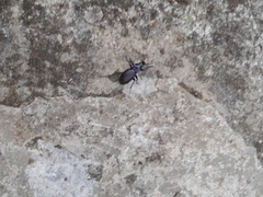 Carabus problematicus
