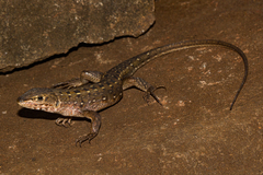 Meroles squamulosus