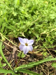 Ipheion uniflorum