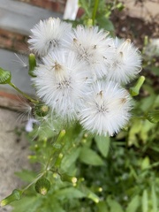 Erechtites hieraciifolius