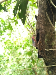 Kalidasa lanata