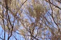 Acanthiza uropygialis