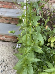 Erechtites hieraciifolius
